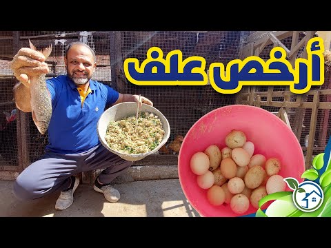 أرخص و أفضل تركيبة علف لزيادة الوزن وإنتاج البيض