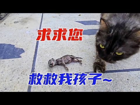 流浪貓將孩子送給出租車司機,沒想到這一切預謀已久。