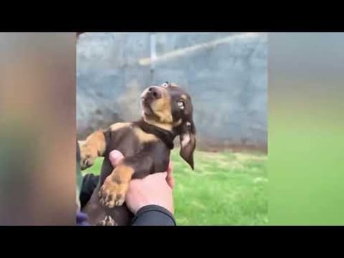 Lustige Tiere, die Freude in deinen Tag bringen ♥