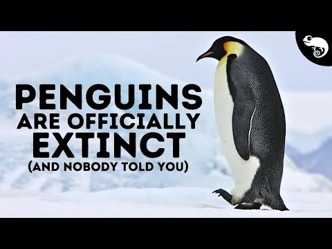 I Have Terrible News About Penguins...