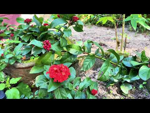 TẾT QUÊ NHÀ MỌI NGƯỜI CÓ GÌ? What do you have during Tet?