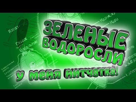 Зеленые водоросли в аквариуме! Почему появилась нитчатка и как с ней бороться?