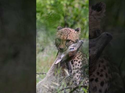 Cheetah Uses Rainy Weather to Catch Duiker