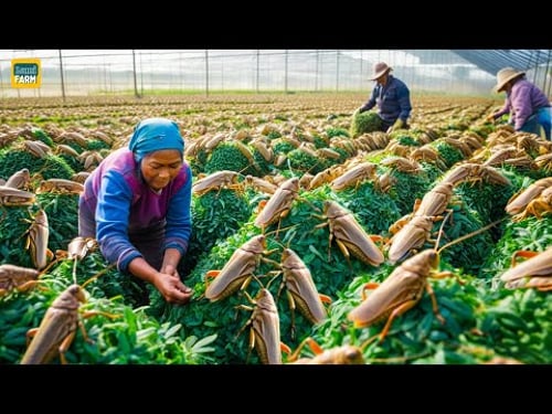 How Chinese People Consume Billions of Locusts Every Year, Earning Millions of Dollars - Locust Farm