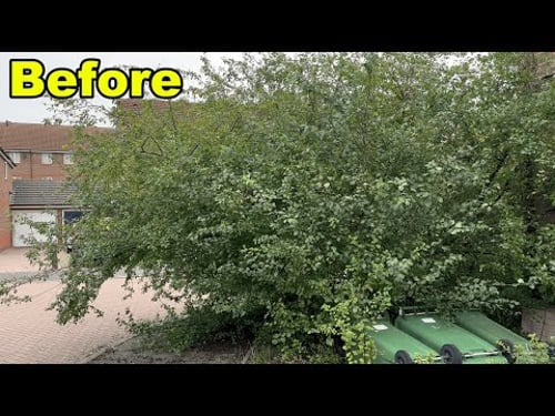 Neighbour Paid Us To Cutback Driveway Whilst On The Job! Clearing Overgrown Property For A Family!
