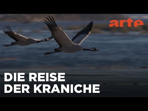 Der Graue Kranich - Auf den Schwingen eines Riesen | ARTE Fernweh