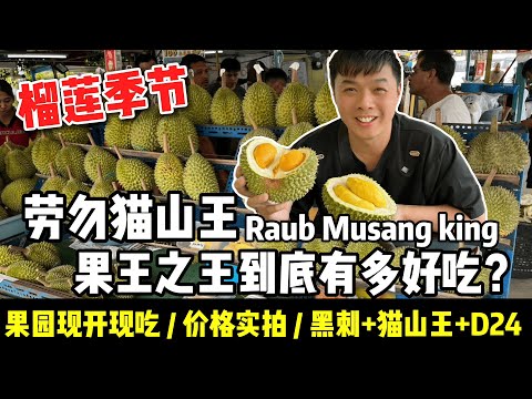 劳勿猫山王Musang King季节来啦!黑刺+猫山王+D24 榴莲大丰收!榴莲吃到饱的一天!