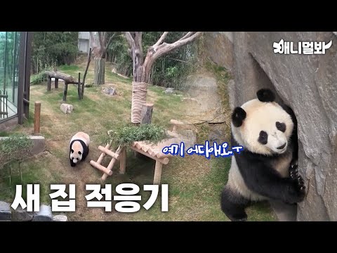 Bao Couple's First Step on Korea!