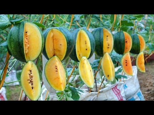 Growing super delicious Yellow Watermelon at home, something unexpected happened