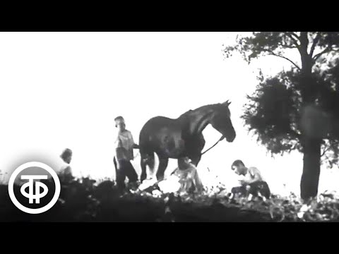Здравствуйте, лошадь. Документальный фильм (1968)