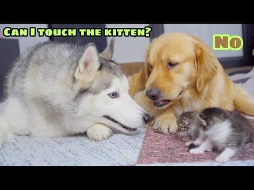 Husky Doesn’t Dare Touch the Kitten Without the Golden Retriever’s Permission