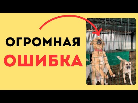 You will DEFINITELY regret adopting a SHELTER dog if you don't know this.