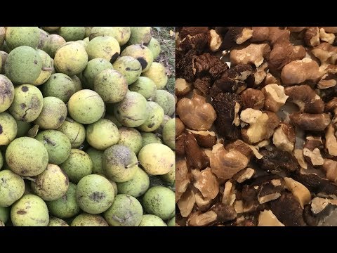 Black Walnut Harvesting: From Start to Finish