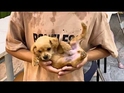 My son found a puppy on a rainy day. The puppy chose him as his master and they became inseparable.