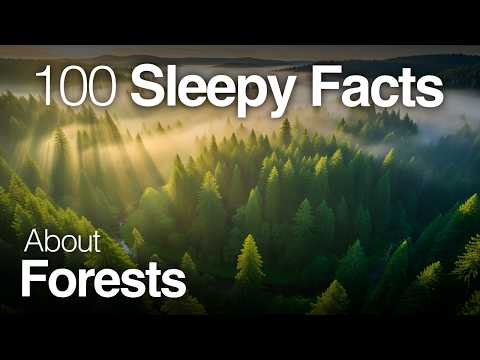 The Most Relaxing Facts About Forests to Fall Asleep To
