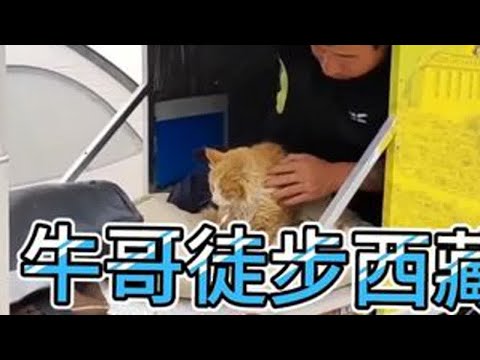 牛哥徒步西藏途中救助一条僵死的流浪猫,好像小老虎🐅,心善 。 #流浪动物救助 #流浪动物不流浪 #关注流浪动物 #徒步西藏