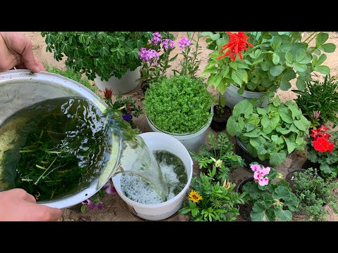 هذا السماد يقوي ويغذي النبات بجميع العناصر🪴يخصب التربة ويزيل سمومها🌪️يبيد الحشرات والفطريات🐜🐞🐛