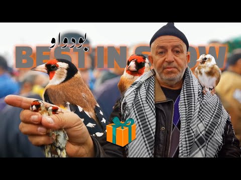 سوق بودواو أجمل عرض | دخلت سلعة شارف | هدية كمال 😘