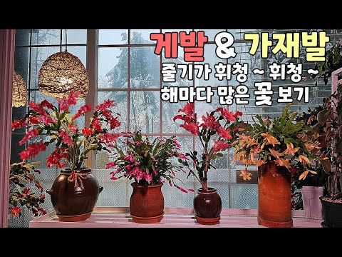 주렁주렁 꽃이 피기까지..해줘야 할일들!우리집 겨울 베란다정원