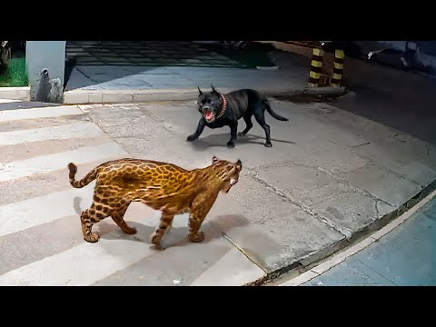 80 Times When Animals Messed With The Wrong Opponent