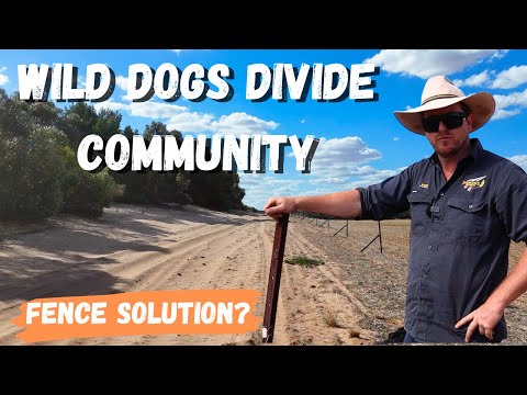 Wild Dogs Divide Communities | Smart Fencing Gives Farmers a Fighting Chance