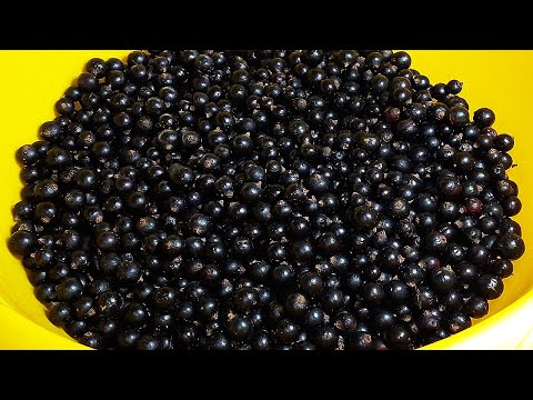 💜 Заготовка черной смородины без варки и сахара: польза и аромат свежих ягод до самой весны! 🍇❄