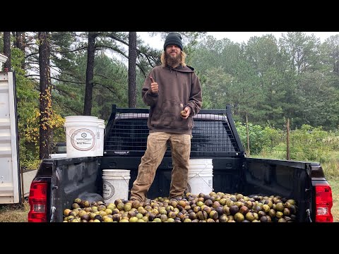 Black walnut processing 2023