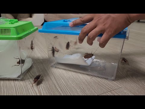 아..망했다...지긋지긋한 병해충 바퀴벌레 초간단 퇴치방법 공개합니다!!