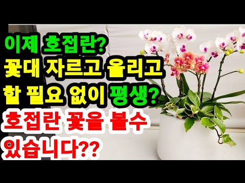 The world's first? You can keep Phalaenopsis blooming for life without cutting or growing the stems.