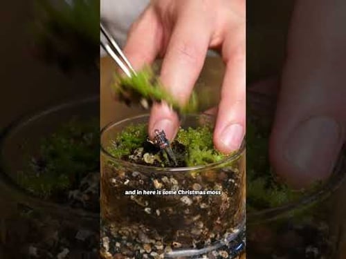 i made a mini pond for my desk @mother.life.official