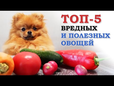 ТОП 5 самых опасных овощей. Какие овощи можно собаке? Подборка из 10 овощей