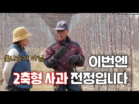 2축형 사과 전정 방법은 또 다르네요!! (강사 유병욱)