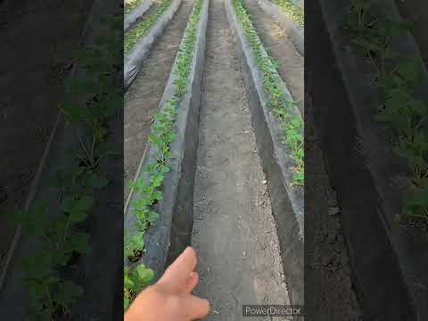 Гряды для клубники. Вручную.