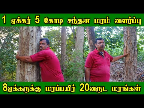 1 ஏக்கர் 5 கோடி சந்தன மரம் வளர்ப்பு லாபகரமான மரப்பயிர் | 8 ஏக்கருக்கு மரப்பயிர்