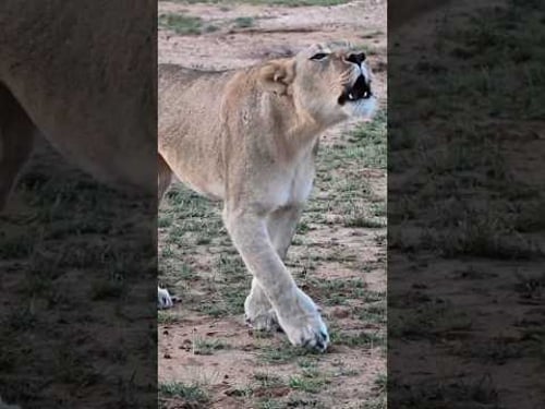 Lioness Roars a Meter From our Vehicle