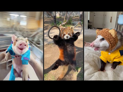 Cute and funny ANIMALS.🐯 And Some Just Interesting Moments.🐷Videos🔶 Сompilation # 10🔶