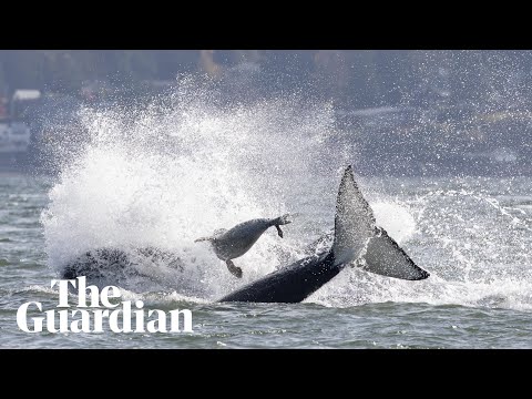 Seal seeks refuge on boat while fleeing killer whales