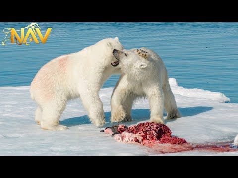 WILD ARCTIC | The Untold Stories of Survival in the Ice | Wild Animals