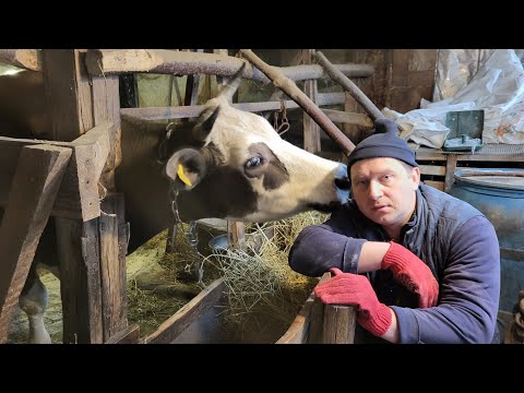 ‼️Молочний Бізнес - ЗАКРИВАЮ 🐄🥛😥 ✅️Свинарство 🐷 ВПЕРЕД 💪🥩 #farmer #farming #pig #cow #milk