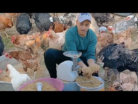 صناعة الأعلاف فى المنزل تركيبة علف متكاملة فيها كل العناصر الغذائية المطلوبة لتسمين الطيور بارخص تمن