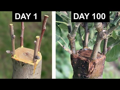 Fruit Tree Grafting | Step by Step + 100 Days Results