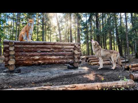 I Survived 1 Month Building This Log Cabin While Predators Hunted Me