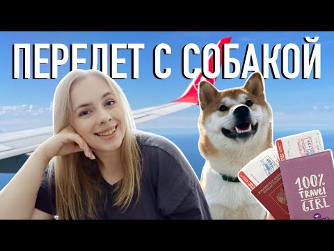 С собакой за границу? 🐕 Ужасы авиа перелета, документы, цены