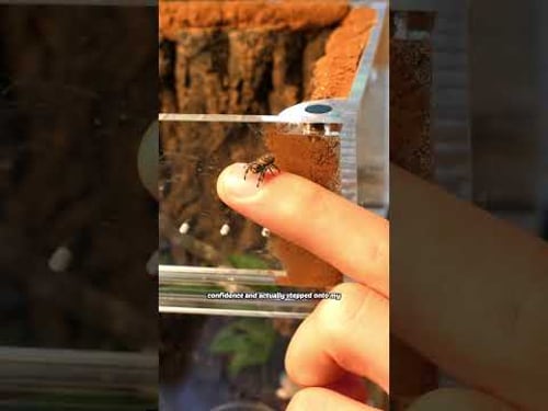 watch what happens when I befriend a tiny spider
