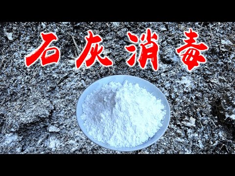 Youtube最全面的石灰科普视频:石灰消毒菜地,什么石灰?用多少?怎么用?