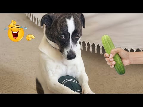 I Canโt Believe These Dogs Are Still This Funny ๐ Best Funny Dog Videos of 2026 ๐ถ