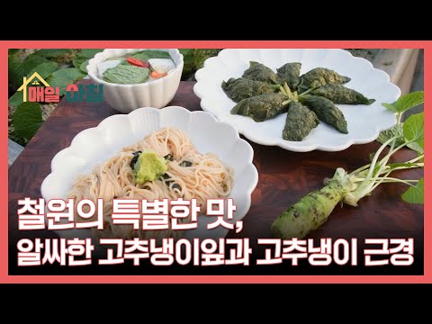 철원의 특별한 맛, 알싸한 고추냉이잎과 고추냉이 근경 MBN 251215 방송