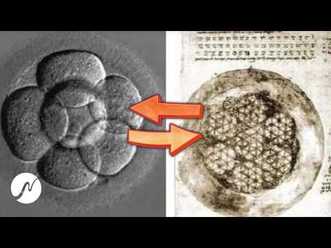 Stärke deine Zellen: 285 Hz + 2 Hz für mitochondriale Aktivität & Zellregeneration
