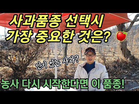 사과농사 올해 다시 시작한다면 어떤 품종을 심을까? 품종선택시 중요하게 고려해야 할점은?