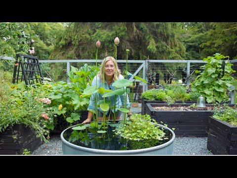 All about my stock tank pond 🌿 Learning more every day